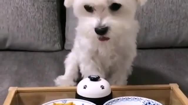 Super Cute PET Video