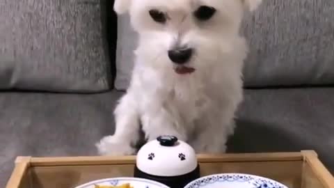 Super Cute PET Video