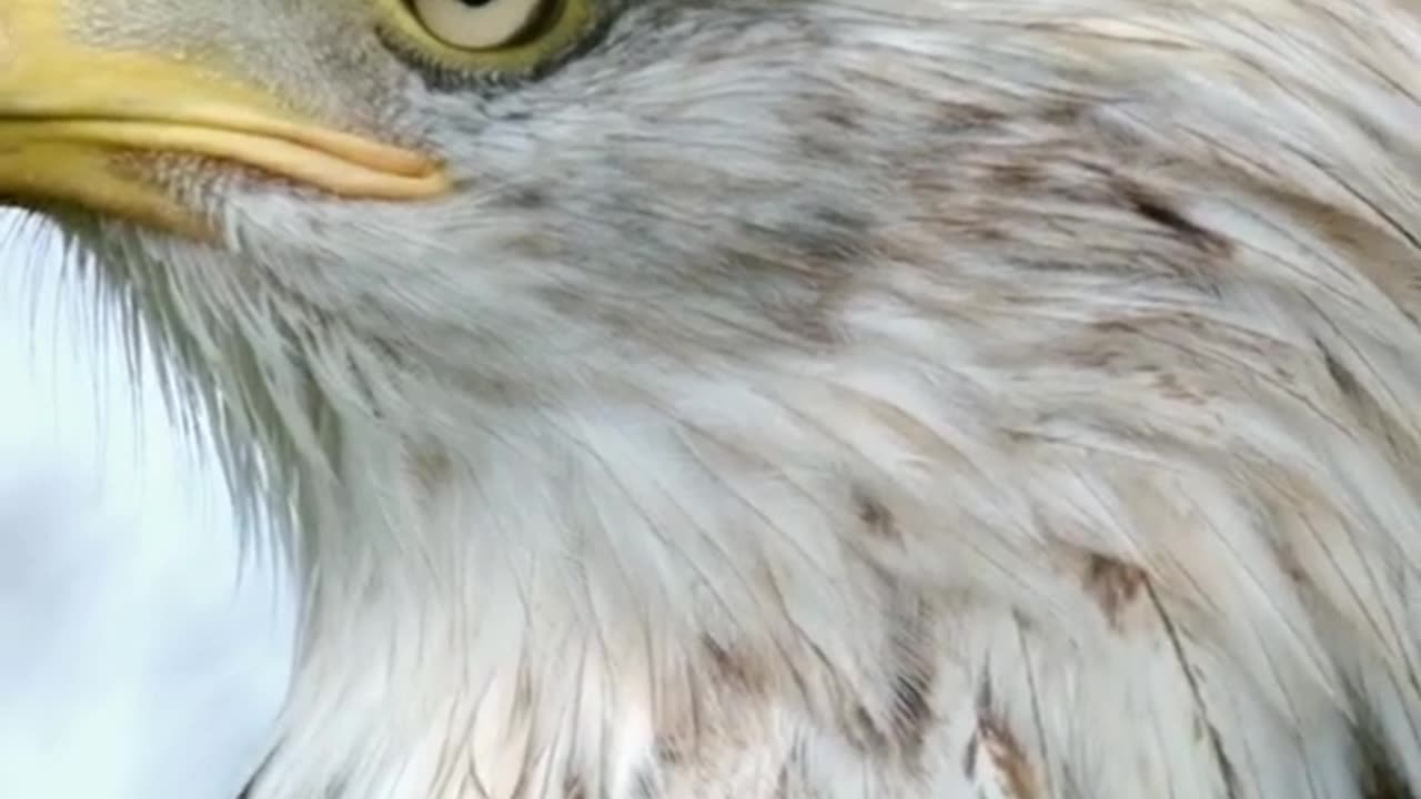 Awesome cute funny animals pets