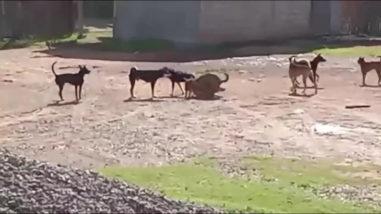 Male Dogs FIGHTING!!! over Female Dog