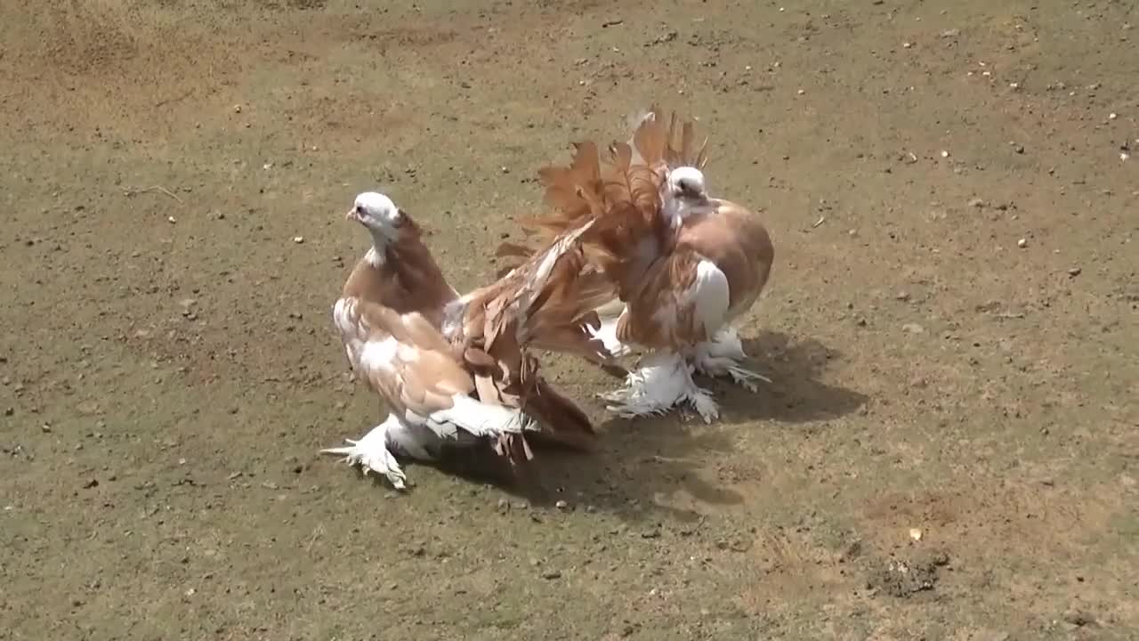 Pigeons in Sri Lanka