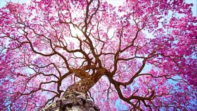 Relaxing Piano Music Beautiful Background, Peaceful Music