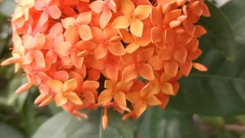 Beautiful bunch of pink flowers like bride's tiara