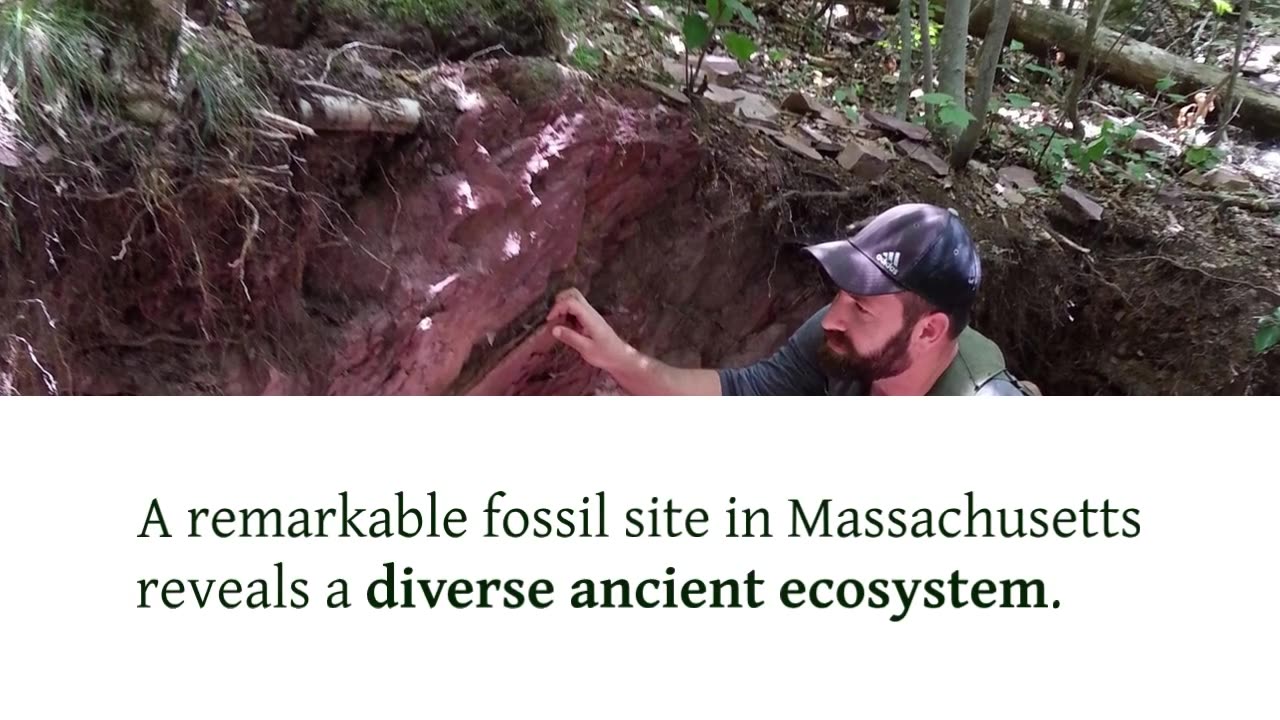 Over 130 Species: Harvard Scientists Uncover Exceptional Ancient Fossil Trove in Massachusetts