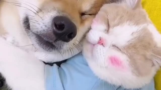 Cute love❤ cat🐈 and dog 🐕