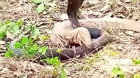 King cobra vs komodo