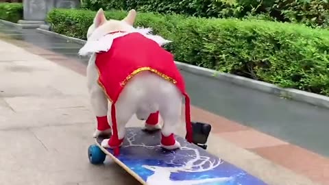 French bulldog vs skateboard