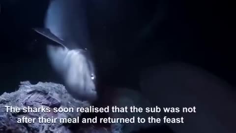 Huge sixgill sharks spotted by submarine.