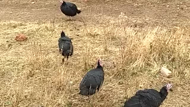 A group of Roosevelt ters grazing in serach of food