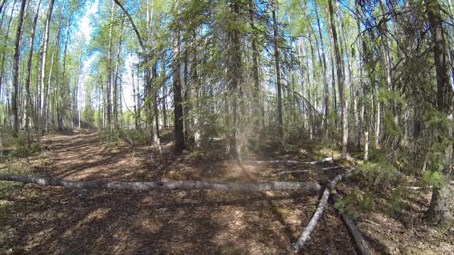 Laying out the build site on the Alaskan homestead