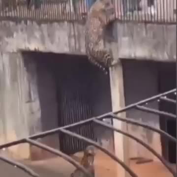 Tiger tries to climb out of the zoo