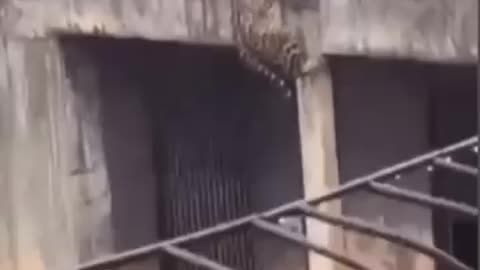 Tiger tries to climb out of the zoo