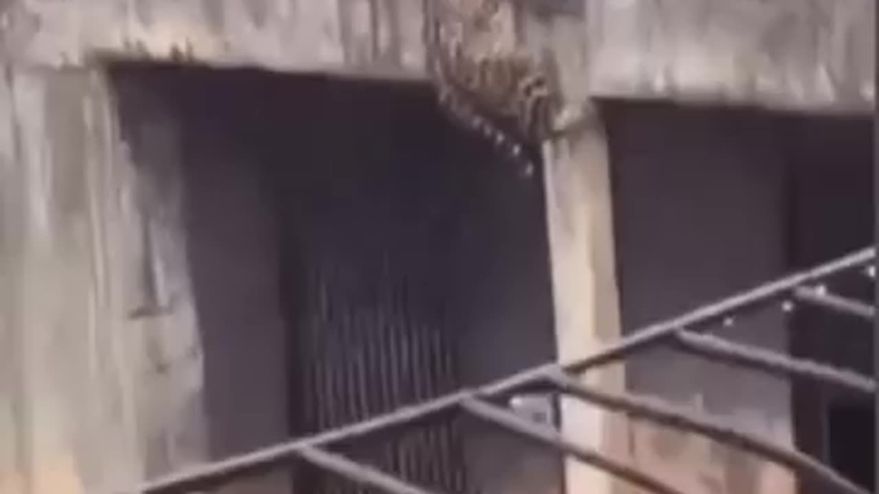 Tiger tries to climb out of the zoo