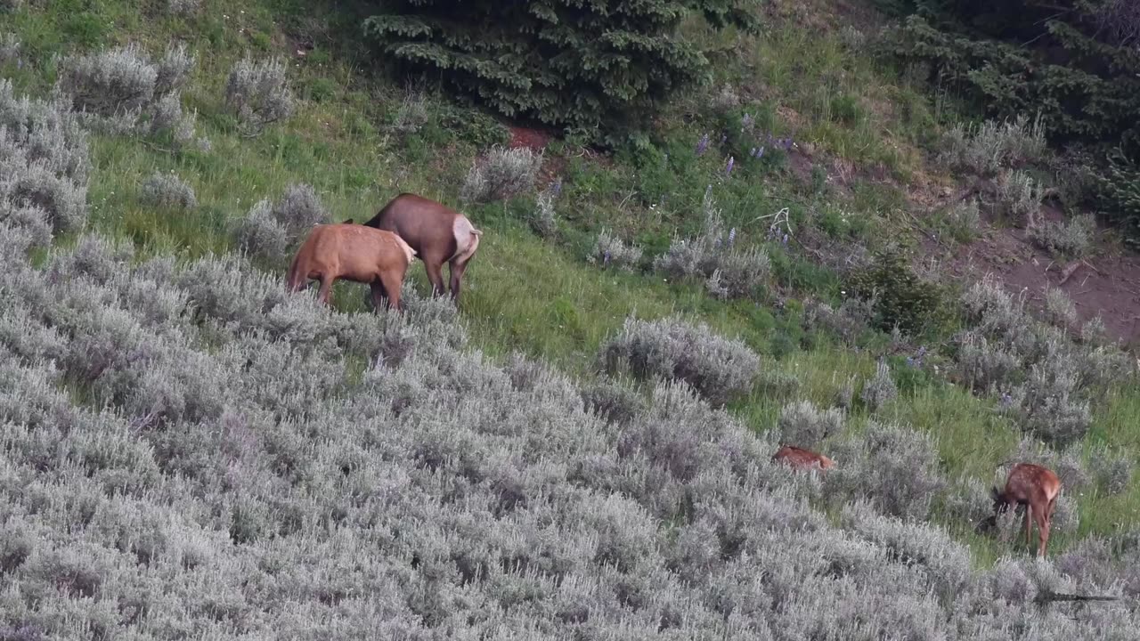 Hooked on the High Stream...From the Bighorns of Wyoming...Season 3 Episode 9