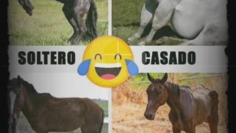 Casado