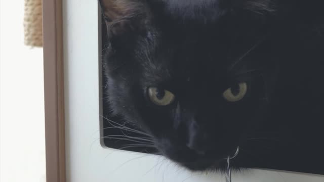 Black cat in a cat house