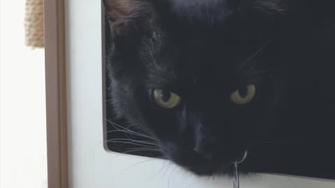 Black cat in a cat house