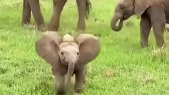 The baby elephant is so cute, so much love.