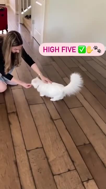 Cat training