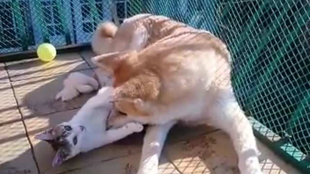 Cat and dog are best friends.Akita inu and cat Ivan.