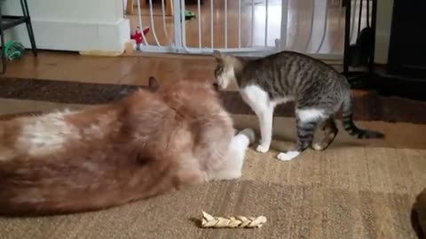 Husky gets bully