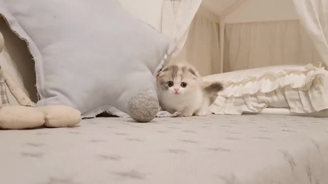 Cute Kitten