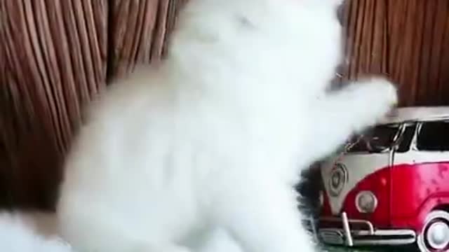 Cute cat funny video