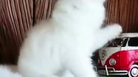 Cute cat funny video