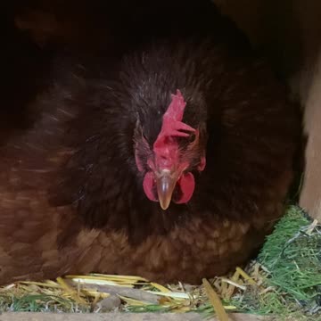 I call this one b*tch