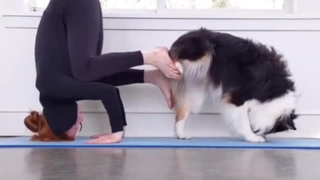 Super funny Dogs Compilation <3