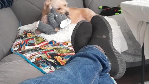PIT BULL PUPPY IN HIS FOREVER HOME NOW FOR 2 YEARS.