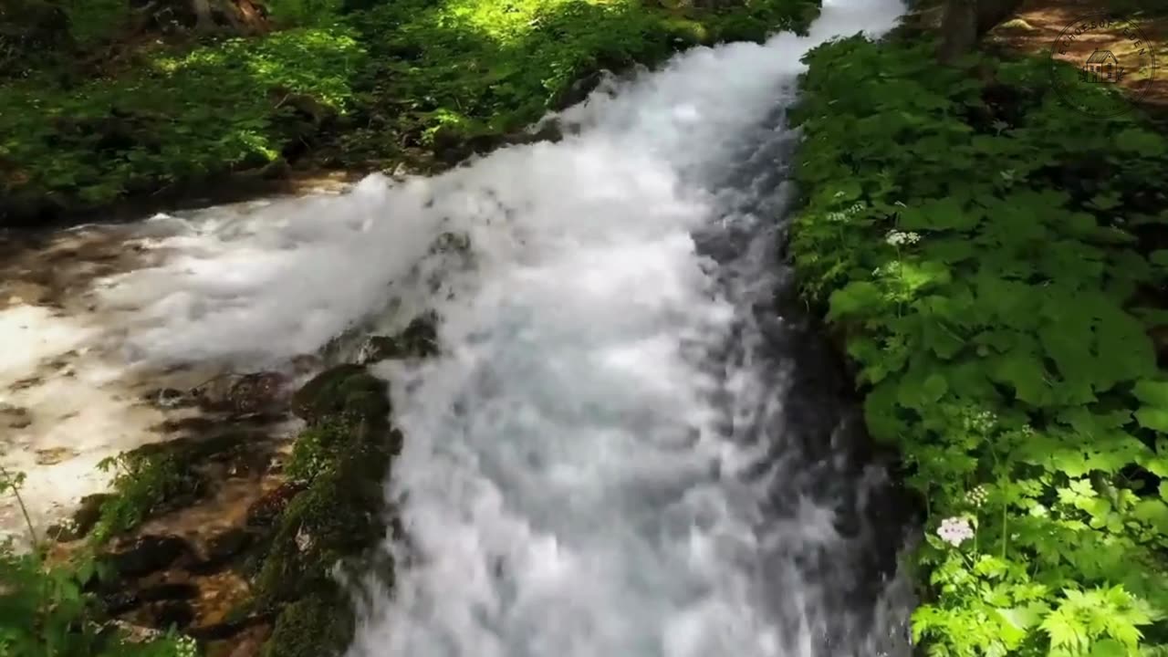 Forest Dream: Journey into Nature’s Quiet