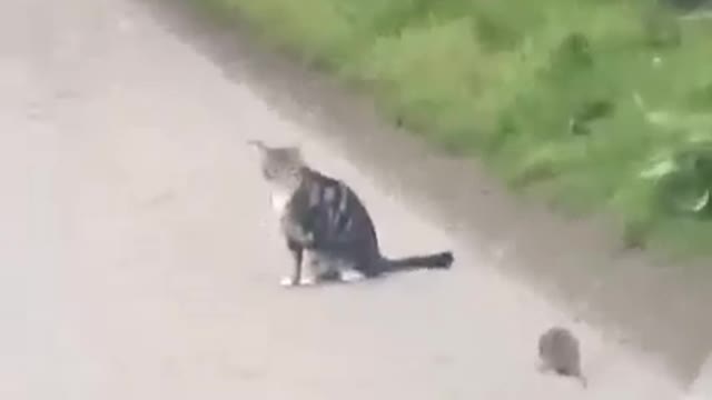 unbelievable funny moment tom & jerry in real life