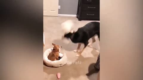 Funniest Animals 2023 🤣🤣 Best Cats and Dogs Videos 😹🐶