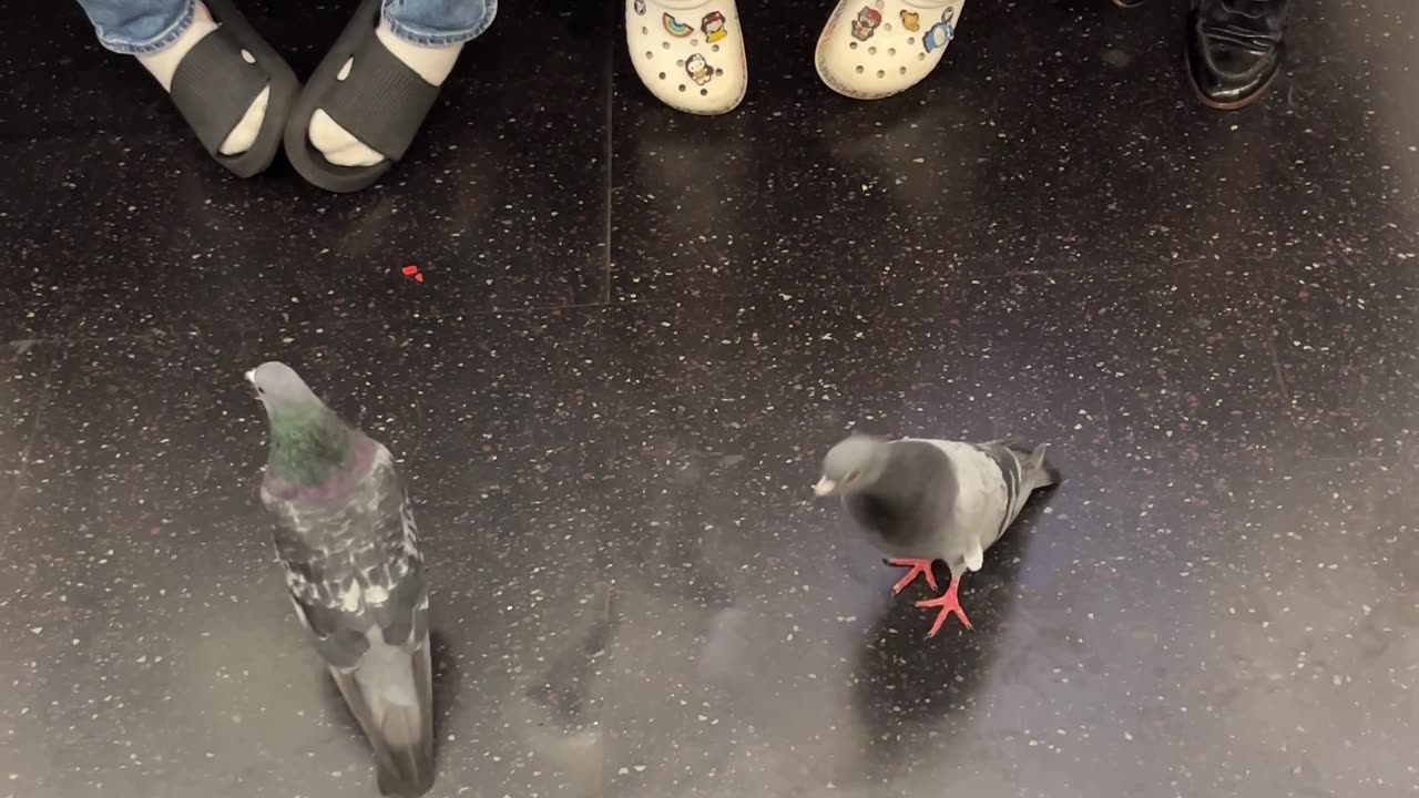 Pigeons Ride the Train