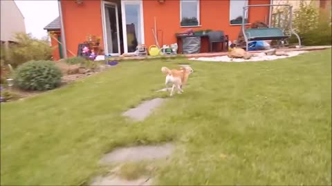 doggo