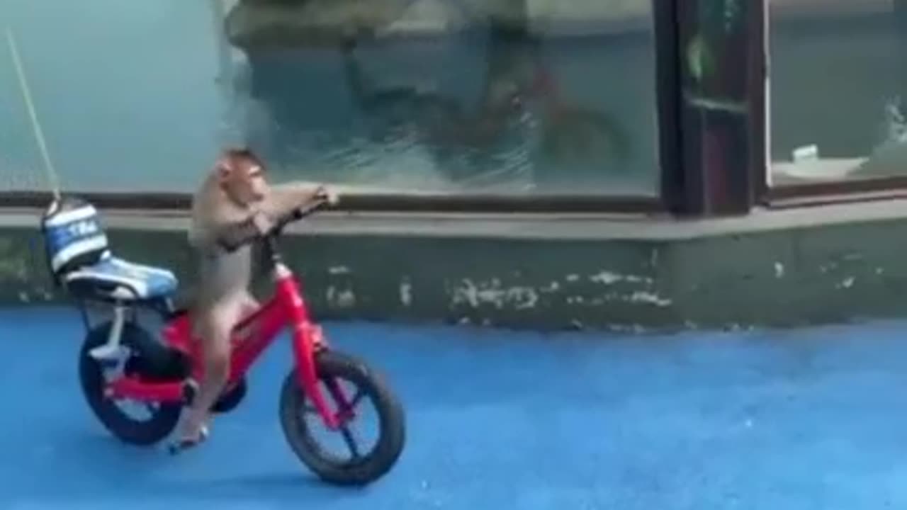 Monkey Cycling Wonderfully #shorts #shortvideo #video #virals #videoviral