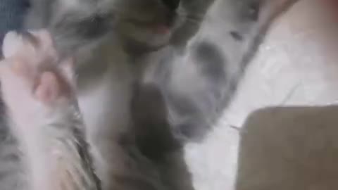 nasty kitten