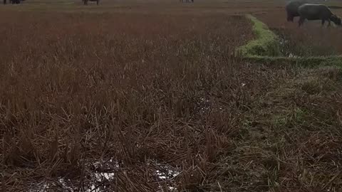 buffalo eating grass in the rice field