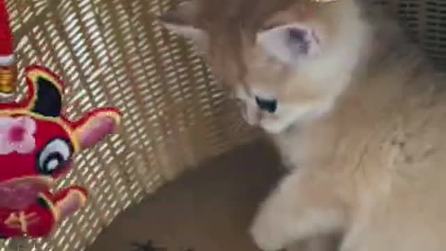 ANIMALS MEMES COLLECTION 2 ANIMALS MEMES COLLECTION 2 Do you like this kitten#funny #cat #pet #kitty