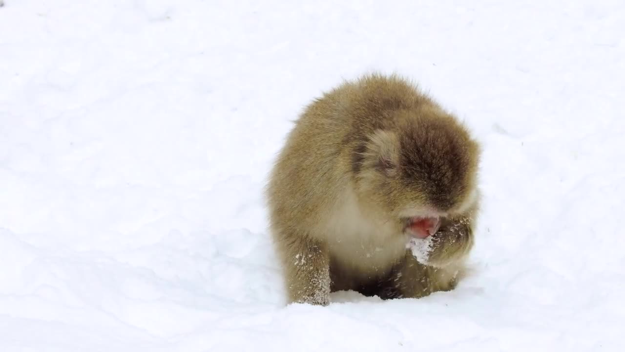 animals, nature and wildlife concept - japanese macaque or monkey searching food in snow and eating