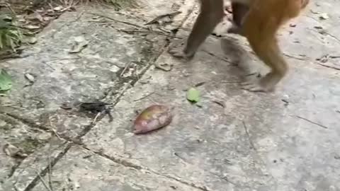 Funny Monkey