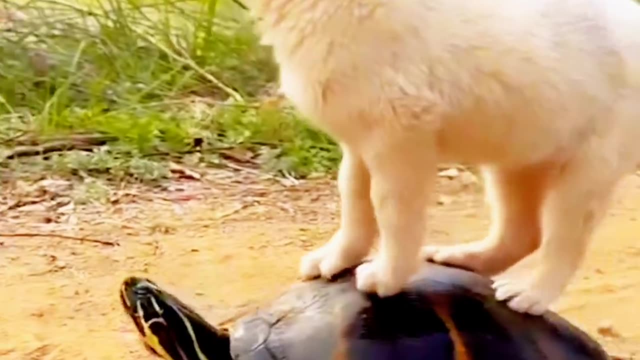 SEE HOW A TORTOISE IS CARRYING A PUPPY ON IT'S BACK