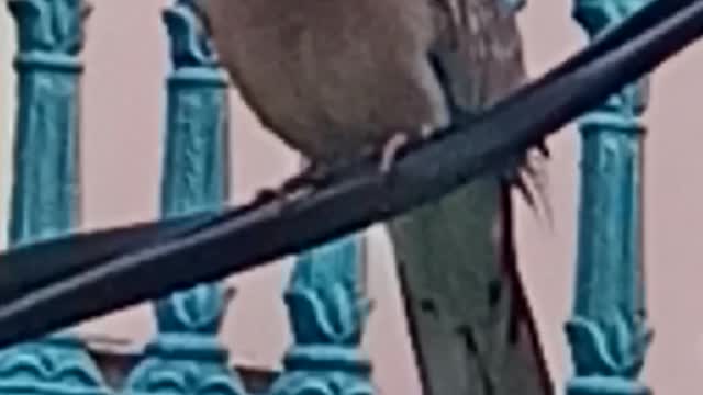 Lovely 🌹 Pigeon Beautiful ❤️ Show