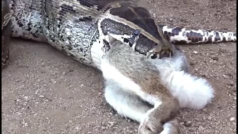 See what anacondas eat