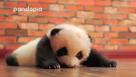 Cute baby panda waiting for her food