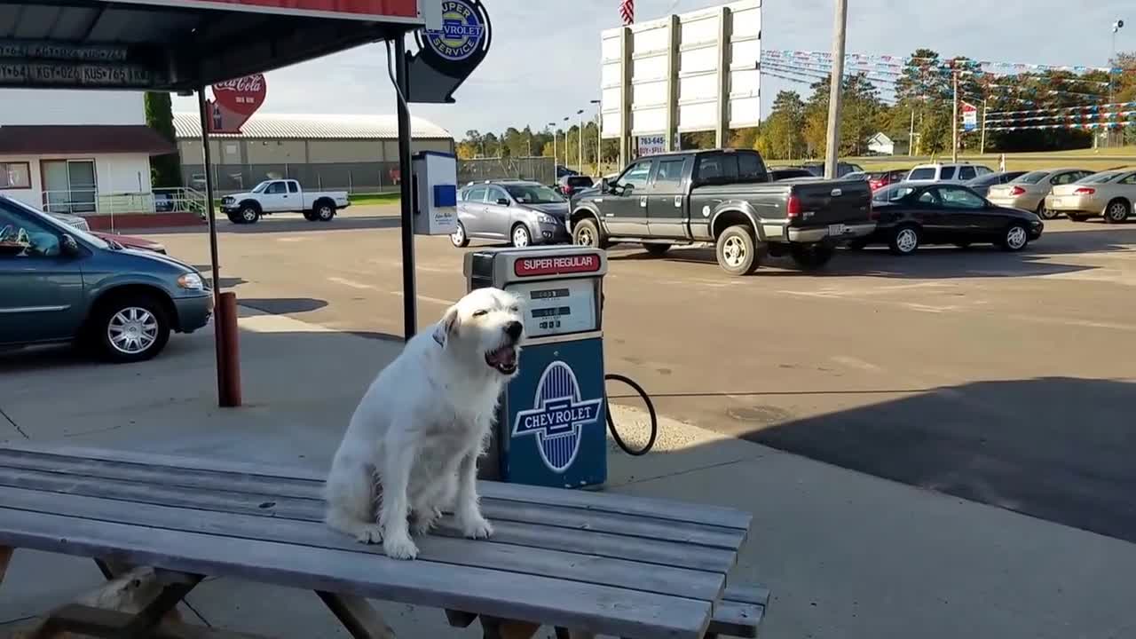 Max Catching His Morning Treat, What A Dog, Wow.