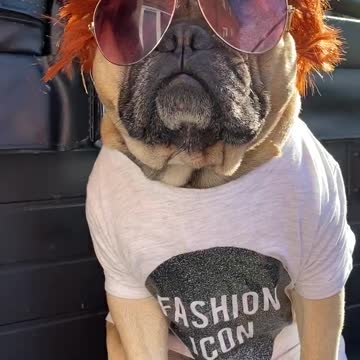 Frenchie does his best Ed sheeran impersonation