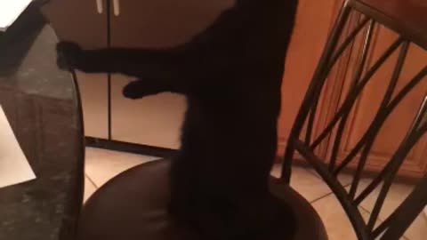 Black cat standing still on chair