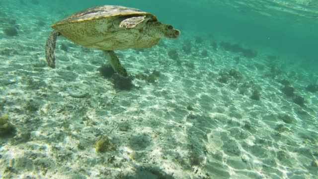 Turtle Swimming In The Ocean